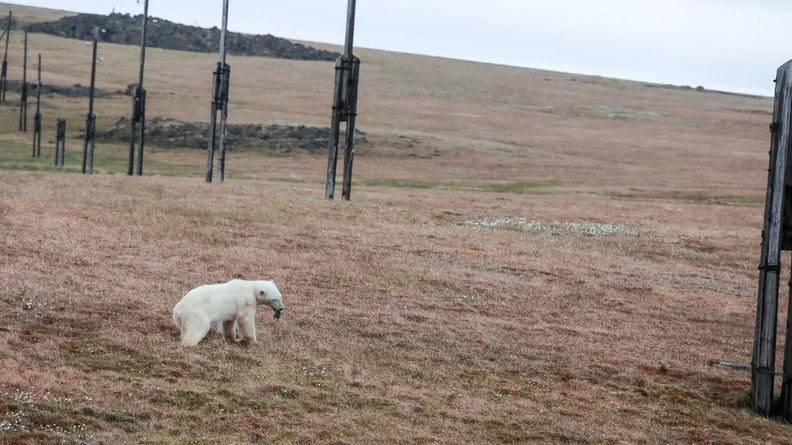A female polar bear whose tongue is stuck in a tin can walks in the Arctic settlement of Dikson on the Taymyr peninsula, Russia
